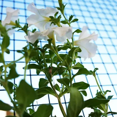 Isinda בית אירוח *